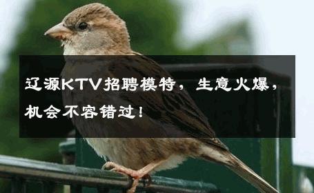 辽源KTV招聘模特，生意火爆，机会不容错过！