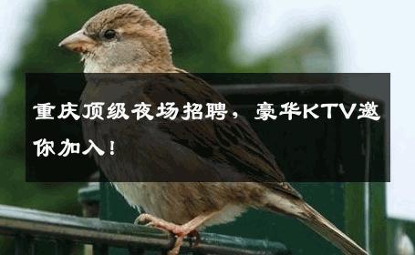 重庆顶级夜场招聘，豪华KTV邀你加入！