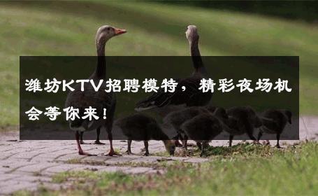潍坊KTV招聘模特，精彩夜场机会等你来！