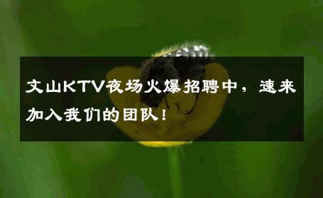 文山KTV夜场火爆招聘中，速来加入我们的团队！