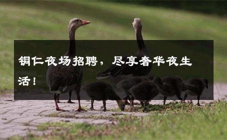 铜仁夜场招聘，尽享奢华夜生活！