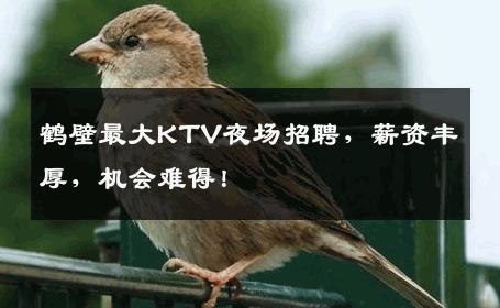 鹤壁最大KTV夜场招聘，薪资丰厚，机会难得！