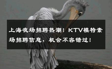 上海夜场招聘热潮！KTV模特素场招聘信息，机会不容错过！