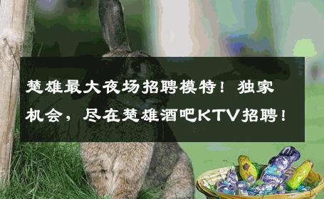 楚雄最大夜场招聘模特！独家机会，尽在楚雄酒吧KTV招聘！