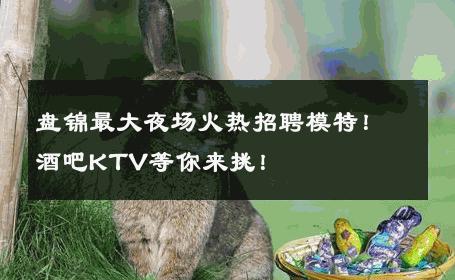 盘锦最大夜场火热招聘模特！酒吧KTV等你来挑！