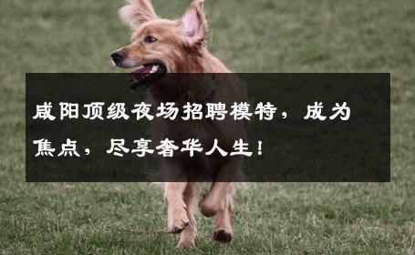 咸阳顶级夜场招聘模特，成为焦点，尽享奢华人生！