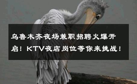 乌鲁木齐夜场兼职招聘火爆开启！KTV夜店岗位等你来挑战！