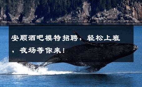 安顺酒吧模特招聘，轻松上班，夜场等你来！