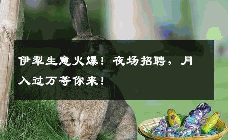 伊犁生意火爆！夜场招聘，月入过万等你来！