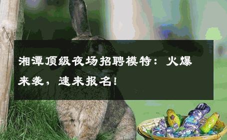 湘潭顶级夜场招聘模特：火爆来袭，速来报名！