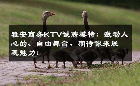雅安商务KTV诚聘模特：激动人心的、自由舞台，期待你来展现魅力！