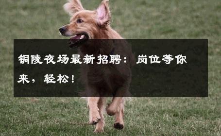 铜陵夜场最新招聘：岗位等你来，轻松！