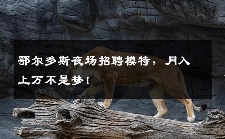 鄂尔多斯夜场招聘模特，月入上万不是梦！