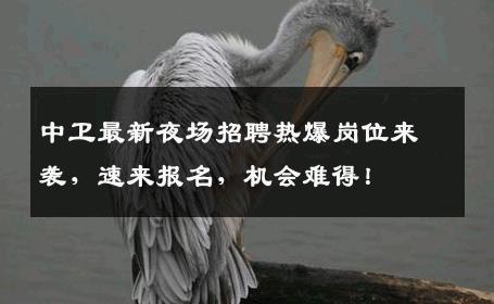 中卫最新夜场招聘热爆岗位来袭，速来报名，机会难得！