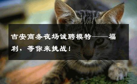 吉安商务夜场诚聘模特——福利，等你来挑战！
