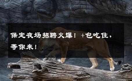 保定夜场招聘火爆！+包吃住，等你来！