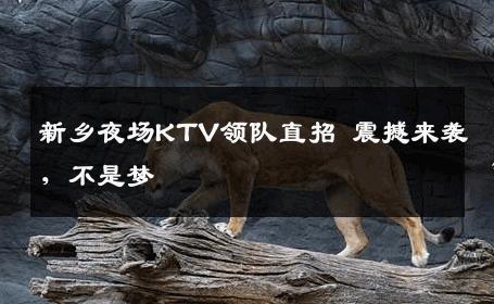 新乡夜场KTV领队直招 震撼来袭，不是梦