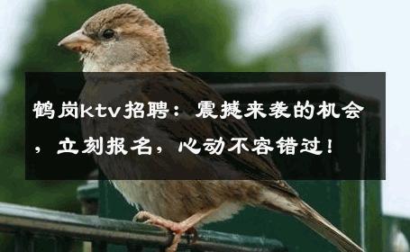 鹤岗ktv招聘：震撼来袭的机会，立刻报名，心动不容错过！