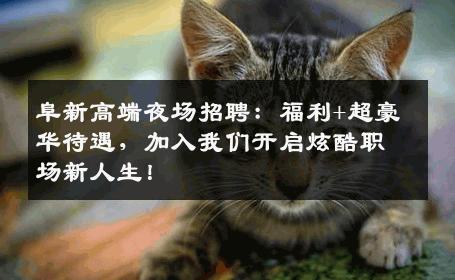 阜新高端夜场招聘：福利+超豪华待遇，加入我们开启炫酷职场新人生！
