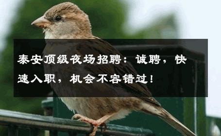 泰安顶级夜场招聘：诚聘，快速入职，机会不容错过！