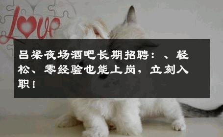吕梁夜场酒吧长期招聘：、轻松、零经验也能上岗，立刻入职！