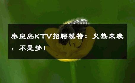 秦皇岛KTV招聘模特：火热来袭，不是梦！