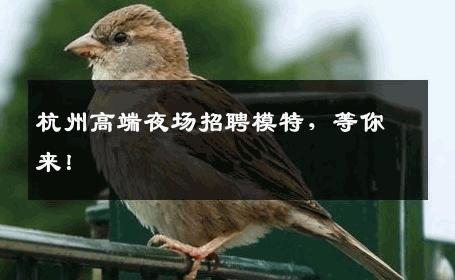 杭州高端夜场招聘模特，等你来！