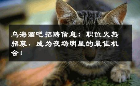 乌海酒吧招聘信息：职位火热招募，成为夜场明星的最佳机会！