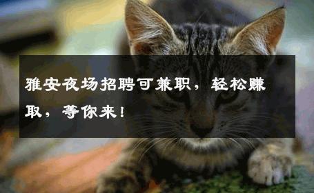 雅安夜场招聘可兼职，轻松赚取，等你来！