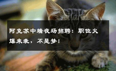 阿克苏中端夜场招聘：职位火爆来袭，不是梦！