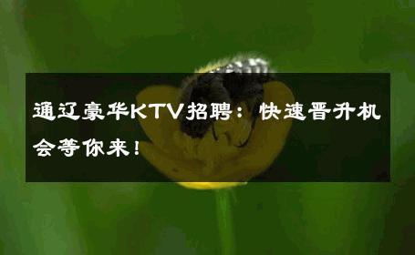 通辽豪华KTV招聘：快速晋升机会等你来！