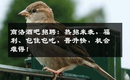 商洛酒吧招聘：热招来袭，福利、包住包吃，晋升快，机会难得！