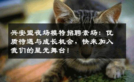 兴安盟夜场模特招聘素场：优质待遇与成长机会，快来加入我们的星光舞台！