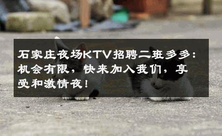 石家庄夜场KTV招聘二班多多：机会有限，快来加入我们，享受和激情夜！
