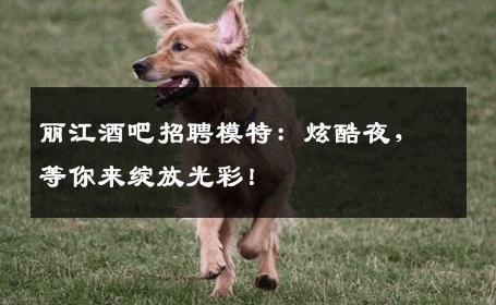 丽江酒吧招聘模特：炫酷夜，等你来绽放光彩！