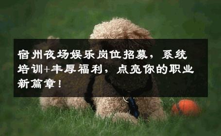 宿州夜场娱乐岗位招募，系统培训+丰厚福利，点亮你的职业新篇章！