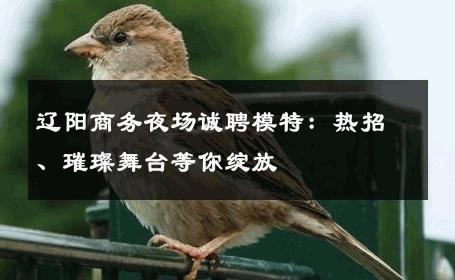 辽阳商务夜场诚聘模特：热招、璀璨舞台等你绽放