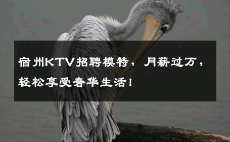 宿州KTV招聘模特，月薪过万，轻松享受奢华生活！