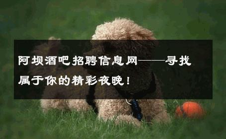 阿坝酒吧招聘信息网——寻找属于你的精彩夜晚！