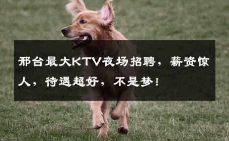 邢台最大KTV夜场招聘，薪资惊人，待遇超好，不是梦！