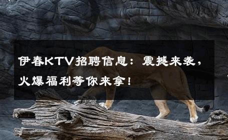伊春KTV招聘信息：震撼来袭，火爆福利等你来拿！