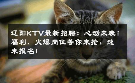 辽阳KTV最新招聘：心动来袭！福利、火爆岗位等你来抢，速来报名！
