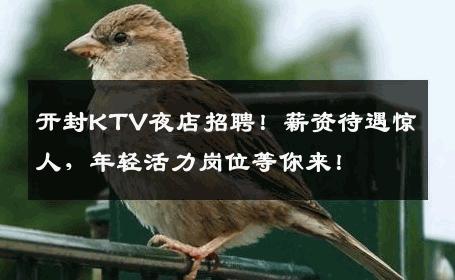 开封KTV夜店招聘！薪资待遇惊人，年轻活力岗位等你来！