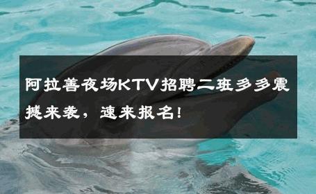 阿拉善夜场KTV招聘二班多多震撼来袭，速来报名！