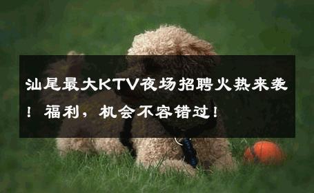 汕尾最大KTV夜场招聘火热来袭！福利，机会不容错过！