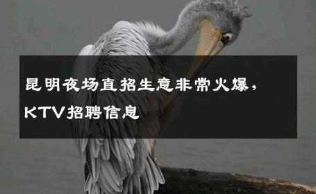 昆明夜场直招生意非常火爆，KTV招聘信息