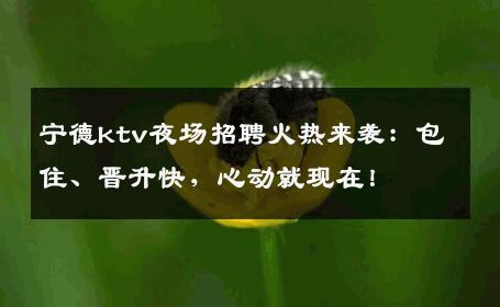 宁德ktv夜场招聘火热来袭：包住、晋升快，心动就现在！