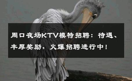 周口夜场KTV模特招聘：待遇、丰厚奖励，火爆招聘进行中！