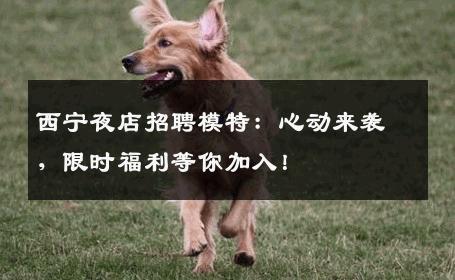 西宁夜店招聘模特：心动来袭，限时福利等你加入！