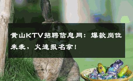 黄山KTV招聘信息网：爆款岗位来袭，火速报名拿！